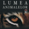 Kingfisher – Lumea animalelor