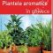 Plante aromatice în ghivece