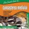 Tudora Pitila – Cunoaşterea mediului, clasa a II-a (Ştiu foarte bine la…)