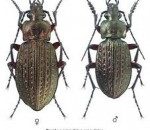 Concurs: Scapă-ne de cărăbuşii ideologici!