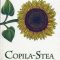 Jerry Spinelli – Copila-Stea